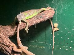 -上海大自然野生昆虫馆