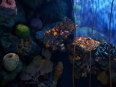 -暹罗海洋世界