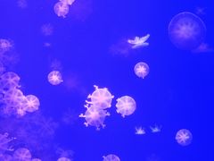 -海合安武汉极地海洋公园