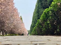 -秦始皇帝陵博物院-丽山园