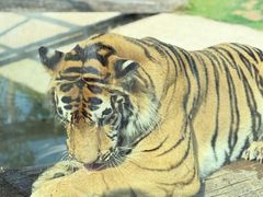 -西霞口神雕山野生动物世界