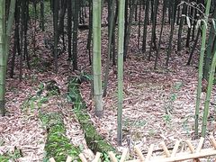 -杭州植物园