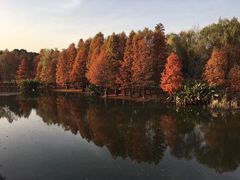 -紫金山山顶公园