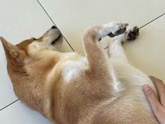 -怪兽屋·羊驼·猫咖·狗咖(俊华广场店)