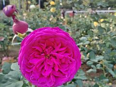 -人民公园(罗湖区)