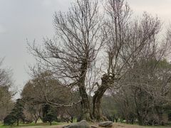 -东湖落雁景区