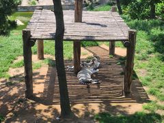 -西霞口神雕山野生动物世界