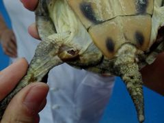 -瑞派·关忠动物医院·异宠专科·犬猫肿瘤·皮肤专科(望京店)