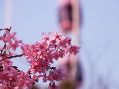 -顾村公园