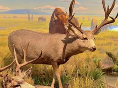 -陕西自然博物馆