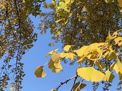 -三里屯东五街银杏大道