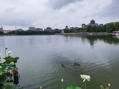 -莲花池公园