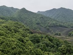 -龙坞茶村
