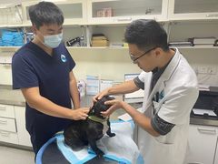 -喜多萌中农锦绣动物医院24H·猫科·牙科MRI·CT