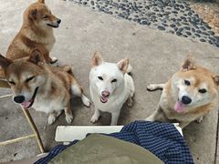 -柴犬高等学院·狗咖·柴犬售卖·宠物训练