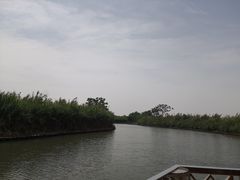 -大湾区中央湿地公园