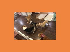 -柯斗斗主题餐厅·狗咖·围炉煮茶·茶饮(国瑞升平里店)