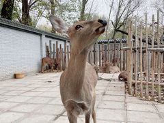 -北京野生动物园