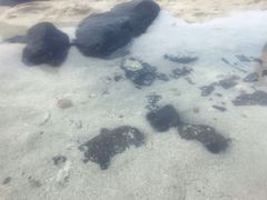 -塞尔夫岛