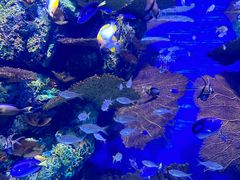 -上海海洋水族馆