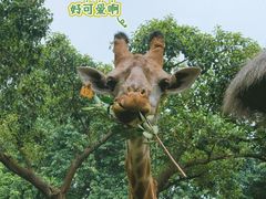 -广州长隆野生动物世界