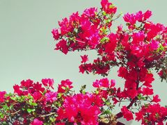 -上海滨江森林公园