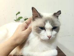-楼上猫咖(罗湖店)