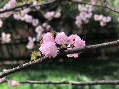 -西安青龙寺遗址景区
