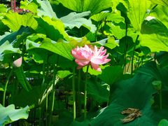 -陈家山荷花公园