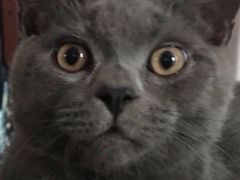 -爱侣宠医·鹦鹉专科·小型哺乳类·异宠专科(灵石路店)