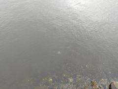 -台场海滨公园船码头