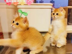 -70cat德文卷毛猫·缅因猫纯种猫舍