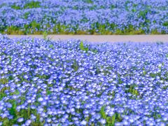 -花开海上生态园