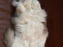 -MOCHA明星猫咖(田子坊店)