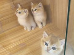 -猫十亿·布偶金渐层·曼基康矮脚猫舍(青年路店)