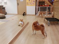 -南京Hallo宠物乐园·哈罗犬舍·柴犬繁育基地