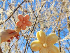 -桃花堤公园