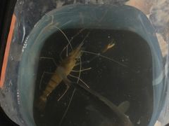 -DGE季风钓虾营地·团建·聚会