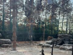 -上海野生动物园老虎餐厅