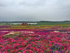 iphone_upload_pic-北纬44度·金珠花海休闲农业旅游景区