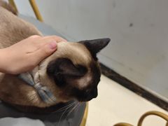 -藏猫猫咖啡主题馆(中央大道店)