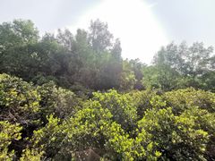-大亚湾红树林城市湿地公园