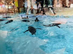 -帝企鹅自助餐厅•儿童岛•真企鹅(长隆企鹅酒店)