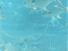 -海棠湾洲际-涛·海底餐厅·美人鱼·自助餐·海底隧道
