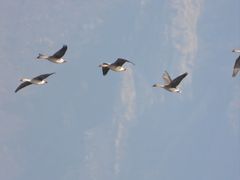 -野鸭湖国家湿地公园