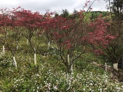 -铁山坪森林公园