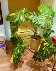 -海菲秀黑钻·SELF SKIN悦己·Tech SPA