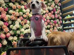 -百好乐宠物友好餐厅(朝外大街店)