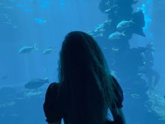 -海棠湾洲际-涛·海底餐厅·美人鱼·自助餐·海底隧道