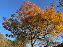 -北京西山国家森林公园